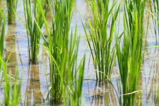 rice field during daytime closed-up photography by Utsman Media courtesy of Unsplash.