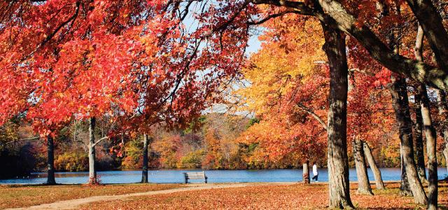 Autumnal park