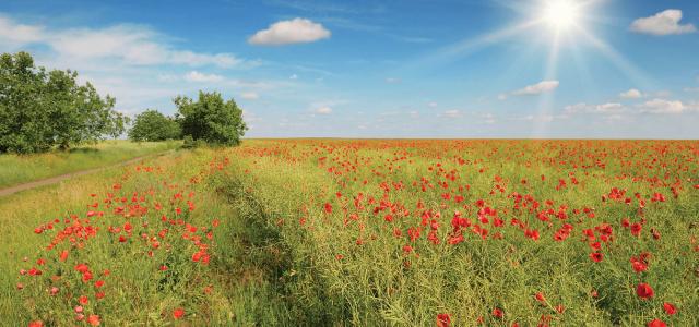 Meadow with wild poppies and blue sky