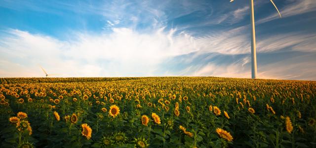 sunflower field by Gustavo Quepón courtesy of Unsplash.