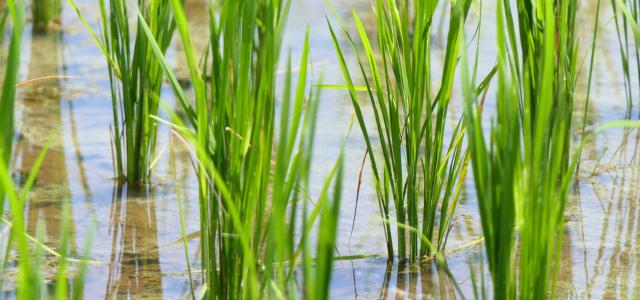 rice field during daytime closed-up photography by Utsman Media courtesy of Unsplash.